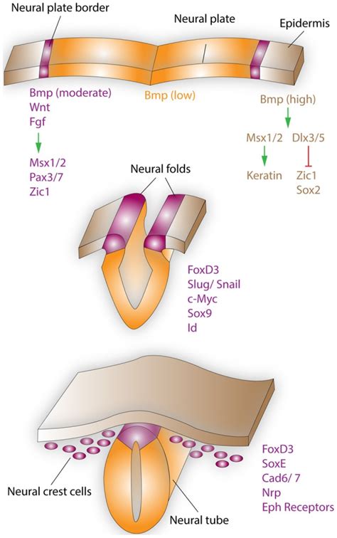 Neural crest formation and migration during development. Neural crest ...