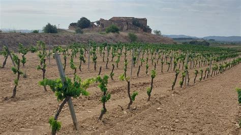 El vino del Penedès languidece tras dos años de sequía y con previsión