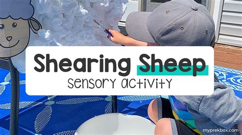 Shearing Sheep Sensory Activity