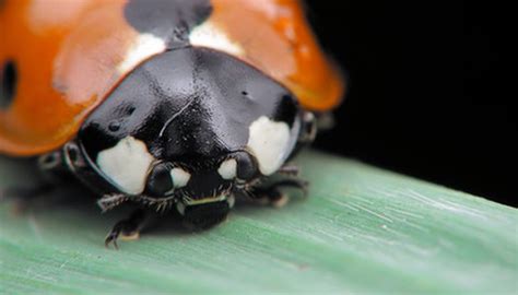 What Do Asian Lady Beetles Eat Sciencing