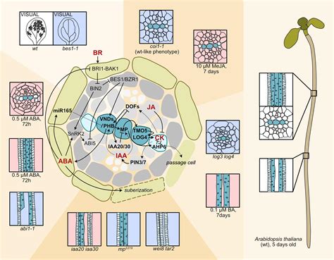 Frontiers Coping With Water Limitation Hormones That Modify Plant