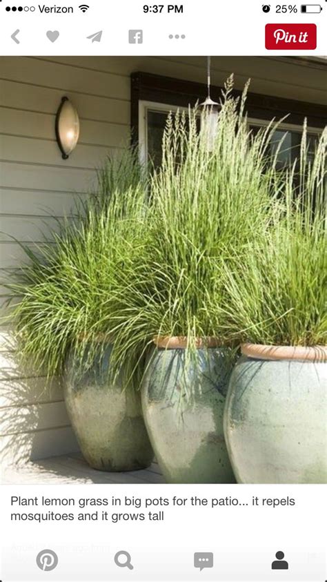 Lemongrass Landscaping Ideas Crazyangelsheart