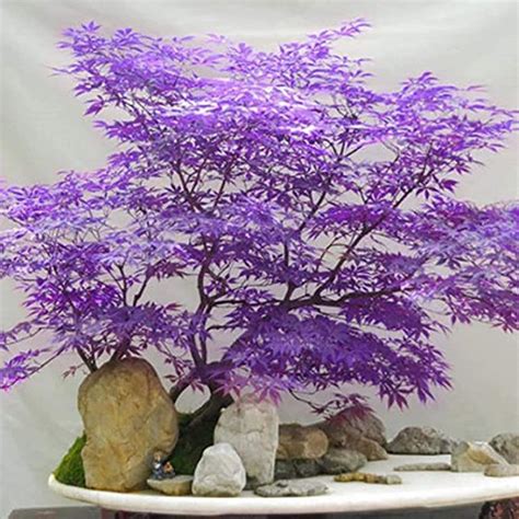 CHUXAY GARDEN Ghost Purple Maple,Acer Palmatum,Japanese Maple Tree 30 ...