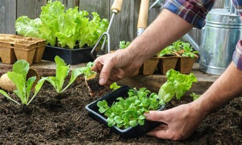 O Que Plantar Na Horta Temperos Vegetais E Hortali As