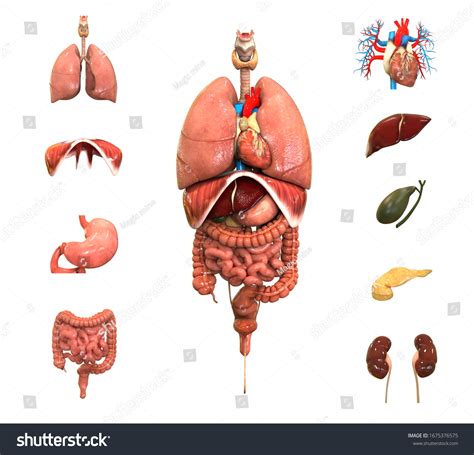 24 Complete Human Digestive System 3d Images Stock Photos Vectors