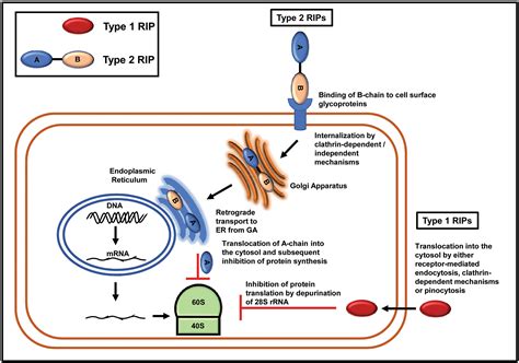 Expanding Role Of Ribosomeinactivating Proteins From Toxins To