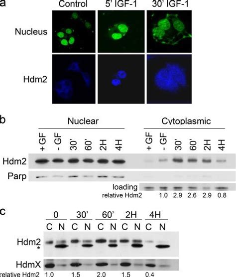 IGF I Mediated Regulation Of Hdm2 Export A MCF7 Cells Were