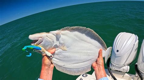 Ocean Fluke Summer Flounder Limit As The Bite Turns On YouTube