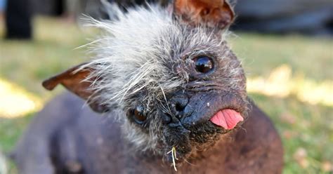 Así es el perro más feo del mundo