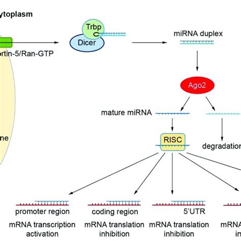 Mirna Biogenesis And Role In Gene Regulation In The Nucleus Primary