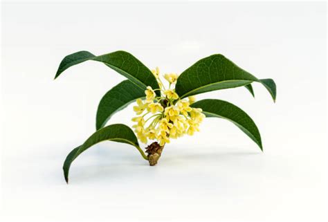 Osmanthus Flower Stock Photos, Pictures & Royalty-Free Images - iStock