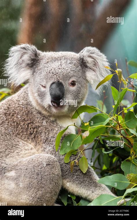 Funny koala animal winking blinking cute wink at camera at Sydney Zoo ...