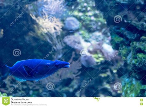 Green Birdmouth Wrasse Or Indian Birdmouth Wrasse Gomphosus Caeruleus