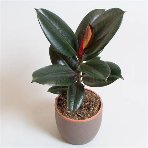 Ficus Elastica Abidjan 13cm Pot Tropical Plants UK