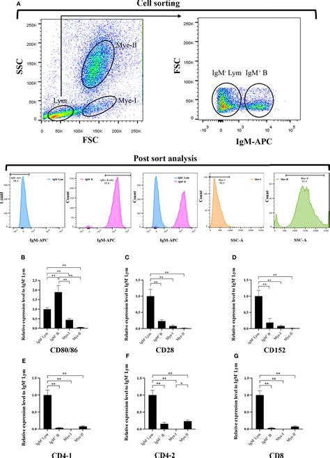 Frontiers Molecular And Functional Analyses Of The Primordial