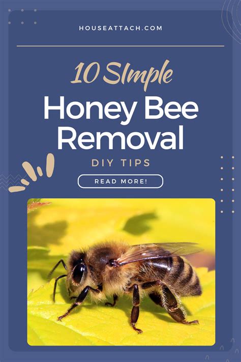 How to Get Rid of Honey Bees in the House and Yard