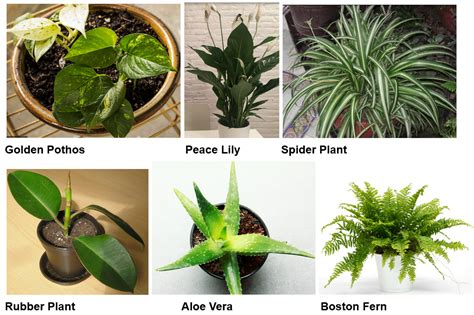 Types Of Indoor Plants Green