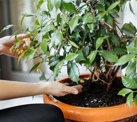 Guide And Tips For Growing Jasmine Indoors Global Gardening Secrets