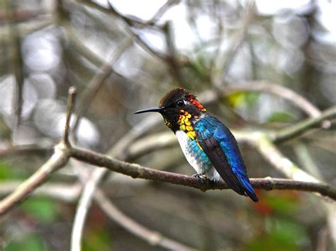 World's Smallest Bird: The Fascinating Size of Bee… | Birdfact