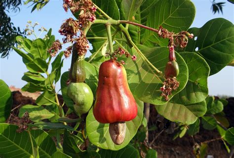 Free Images Tree Fruit Flower Ripe Food Produce Vegetable Crop