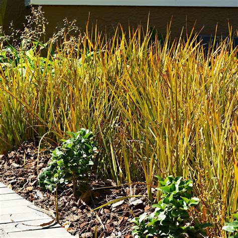 Buy Ornamental Grass Sedge Carex 'Prairie Fire' green-brown - Hardy