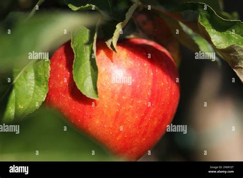 Baum Mit Apfel Fotos Und Bildmaterial In Hoher Aufl Sung Alamy