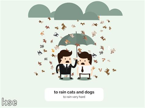 cats and dog rain 5