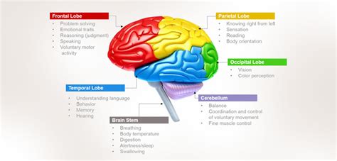 Psychology Diagram | Quizlet