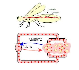 Aprende Y Disfruta Con Las Ciencias Naturales Tipos De Sistemas De