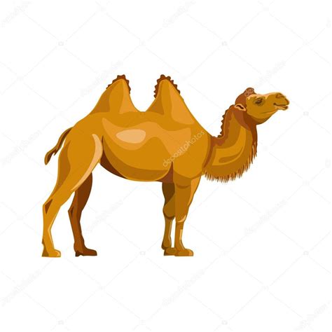 Bactrian camel vector — Stock Vector © newgena #176045766