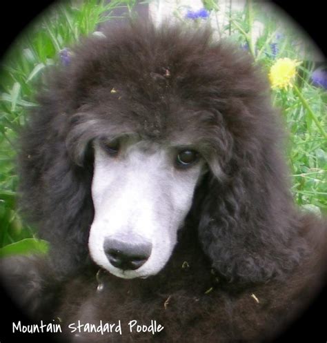 photo album of standard poodle puppies. We have red, blue, silver and ...