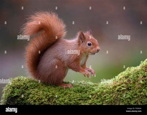 Scottish Red Squirrel in winter pelage, Dumfries Scotland Stock Photo ...