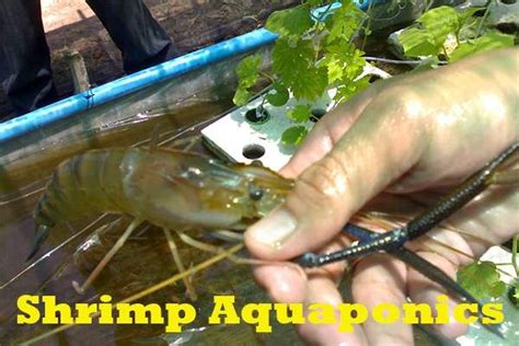 Best Types Of Shrimp Aquaponics Diy Aquaponics Plans Backyard