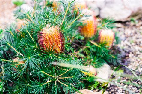 Native Australian Banksia Birthday Candles Plant Outdoor In Beautiful