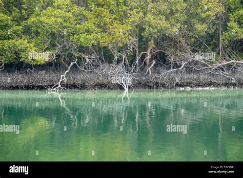 Reflection Of Eastern Mangroves In Water Abu Dhabi Uae Stock Photo