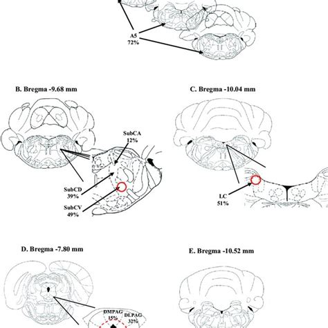 (PDF) Anatomical and functional connections between the locus coeruleus ...