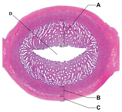 female anatomy histology Flashcards | Quizlet