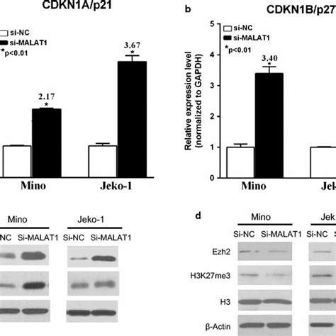 Effect Of MALAT1 Knockdown On The Expression Of EZH2 And H3k27me3 And