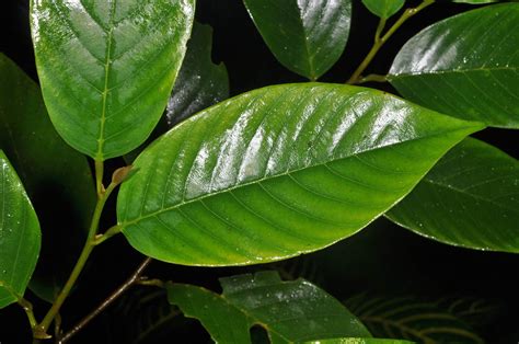 Shorea Polysperma Dipterocarpaceae Image At Phytoimages Siu Edu