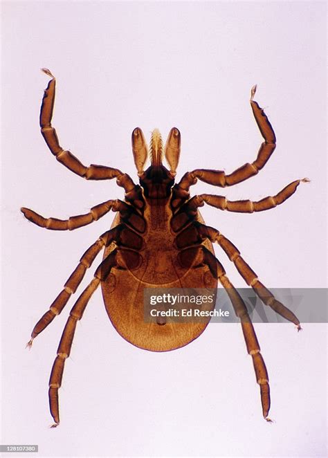 Deer Tick Adult Female Ixodes Dammini Lyme Disease 5x At 35mm The Head ...