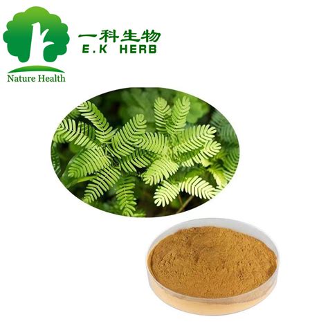 E K Herb Natural Mimosa Pudica Extract With Best Price Good