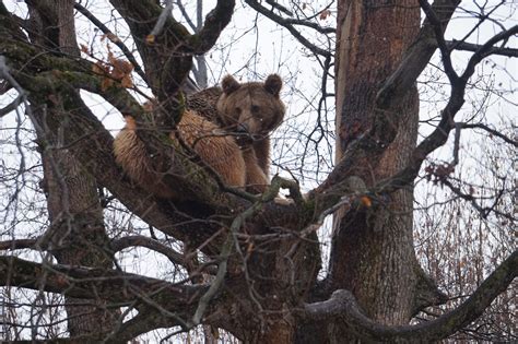 Bear Sanctuary Reservation Libearty At Zarnesti Brasov Romania