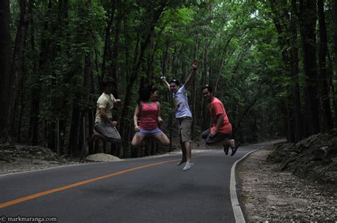 Bohol Man-Made Forest - Philippines Tour Guide