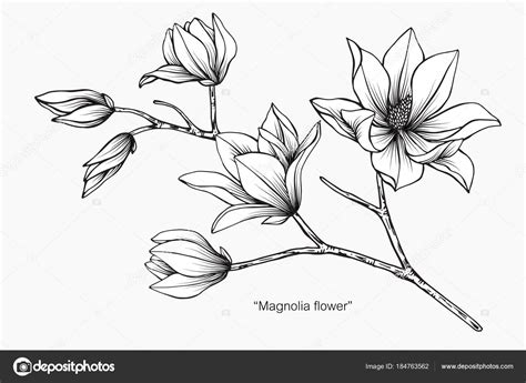 Magnolia flower drawing illustration. Stock Vector by ©suwi19 184763562