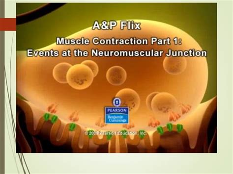 Physiology Of The Neuromuscular Junction Ppt