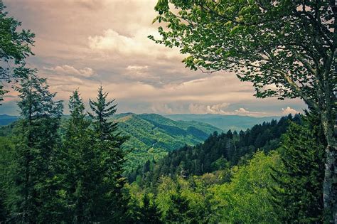 Forest View Landscape Nature Trees Mood Sky Panorama Distant