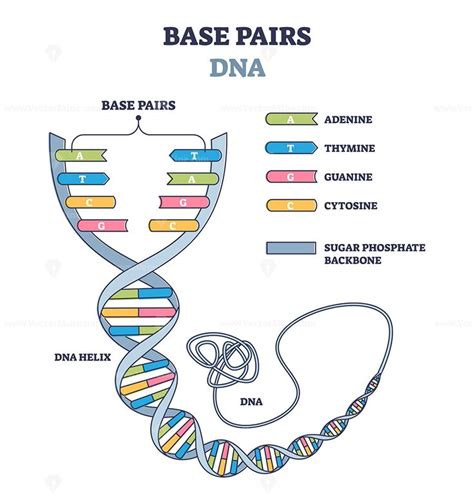 Base Pairs Of The Dna Molecule Chains Vector Illustration Outline Diagram Dna Molecule Dna