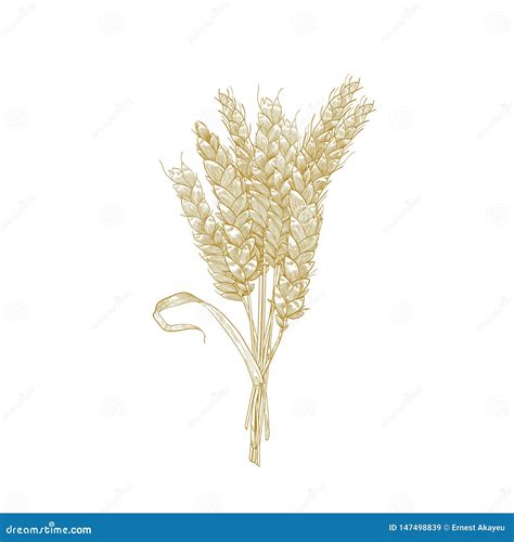 Elegant Natural Detailed Drawing Of Bunch Of Wheat Ears Cultivated