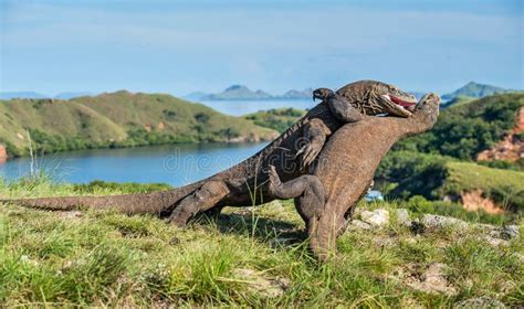 The Fighting Komodo Dragons for Domination. Stock Photo - Image of ...