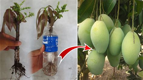 Technique Grafting Mango Tree Using Mango Branch In To Bottle With